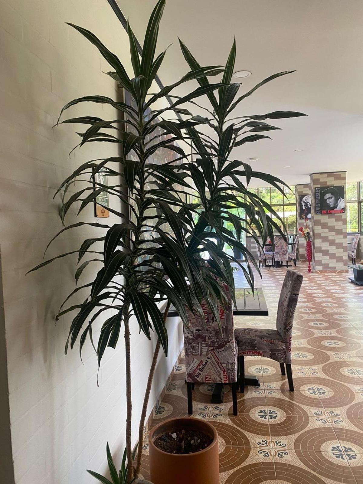 Hollywood Paradise Hotel Rionegro Exterior photo